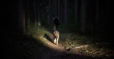 Pies tropiący odnalazł 34-latka w lesie